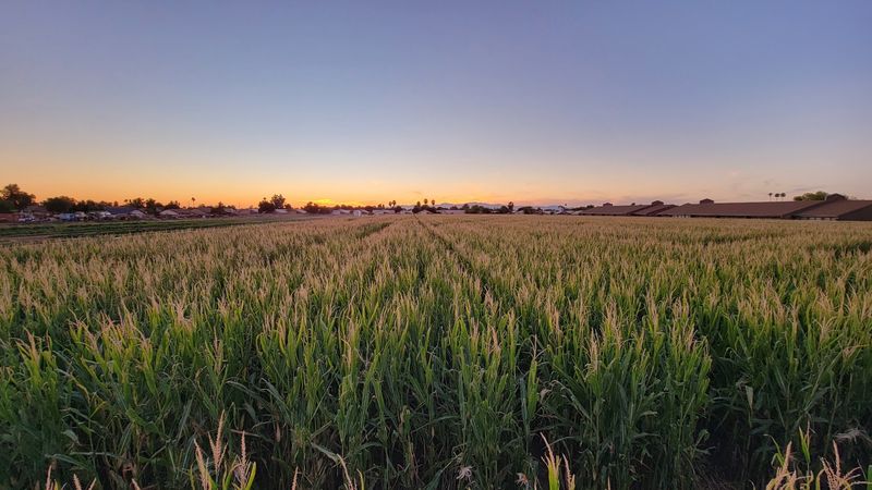Five Acres Of Corn Waiting To Confuse You
