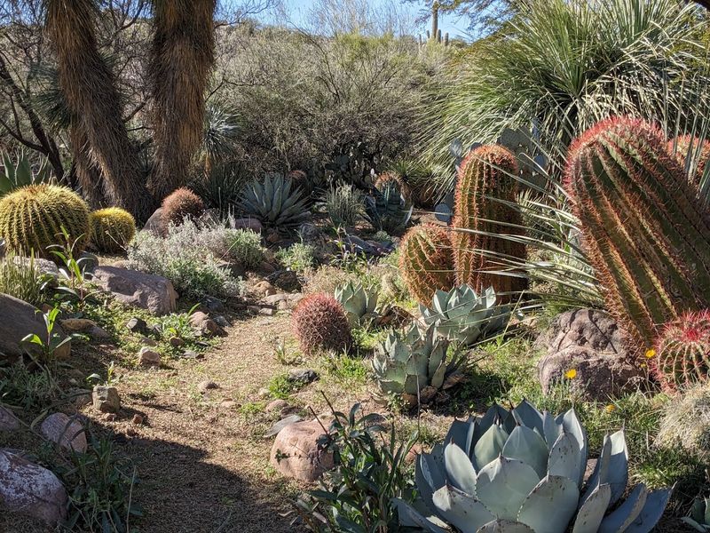Boyce Thompson Arboretum Day For Walking And Scenery