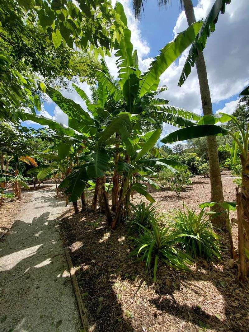 Florida Botanical Gardens, Largo