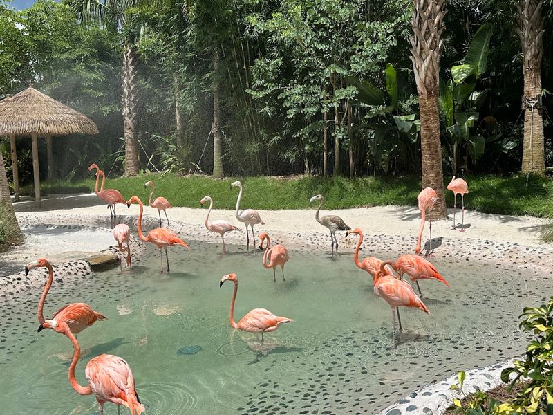 Flamingos, Otters, And Wildlife Beyond The Water