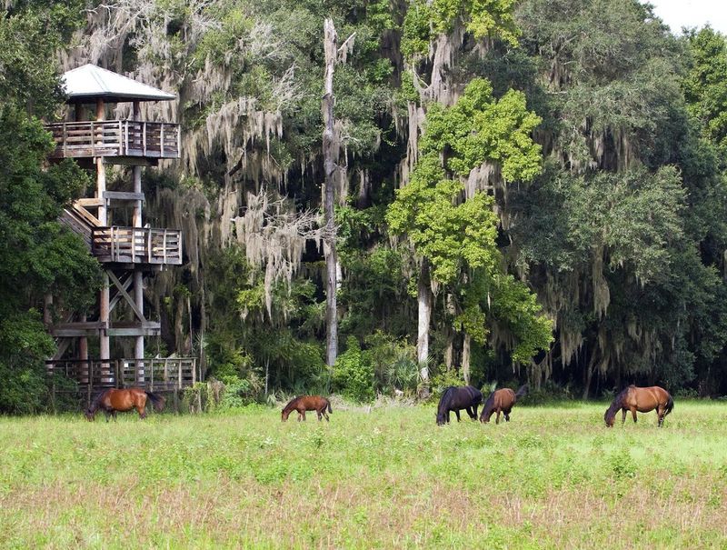 Bison Grazing At The Edge Of A Wildflower Sea