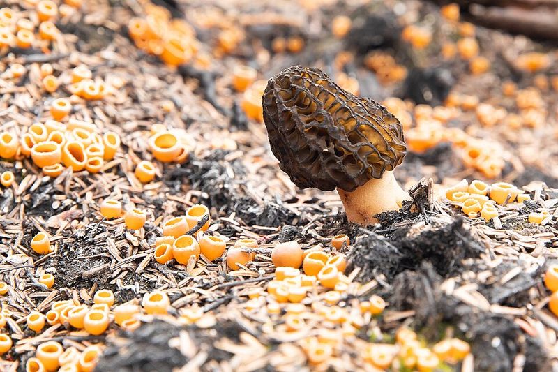 Morel Mushrooms