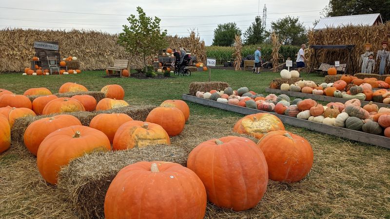 Fleitz Pumpkin Farm, Oregon