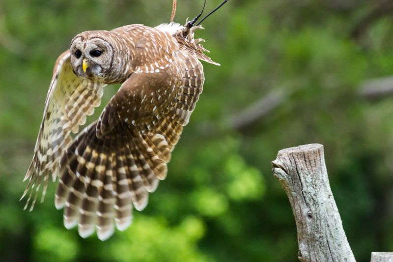 Flight Demonstrations That Put You Inches From Wild Wings