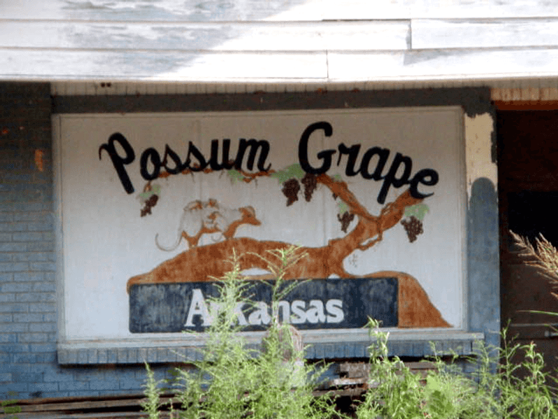 Possum Grape