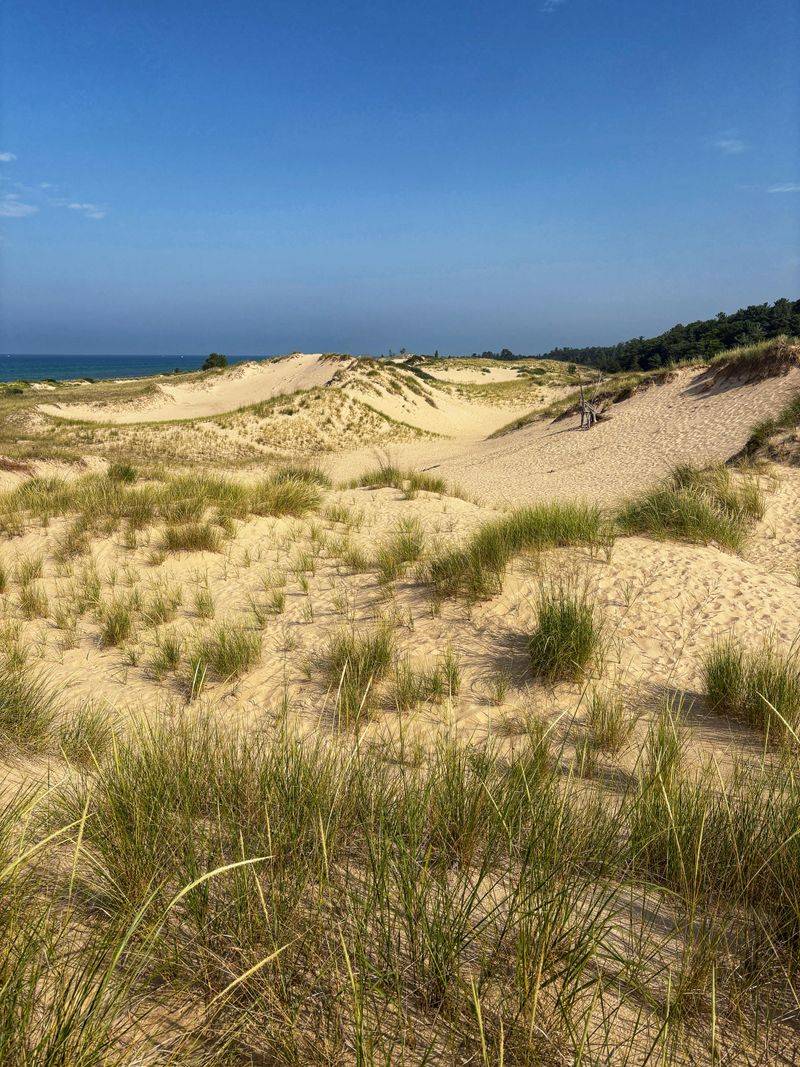 Reading The Living Dunes