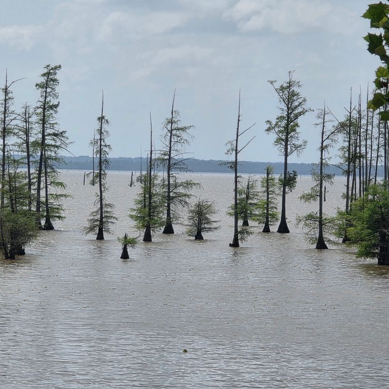 Flooded Timber Creates Prime Snake Habitat