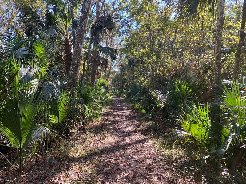 Florida Black Bear Scenic Byway: Where the Wild Things Roam