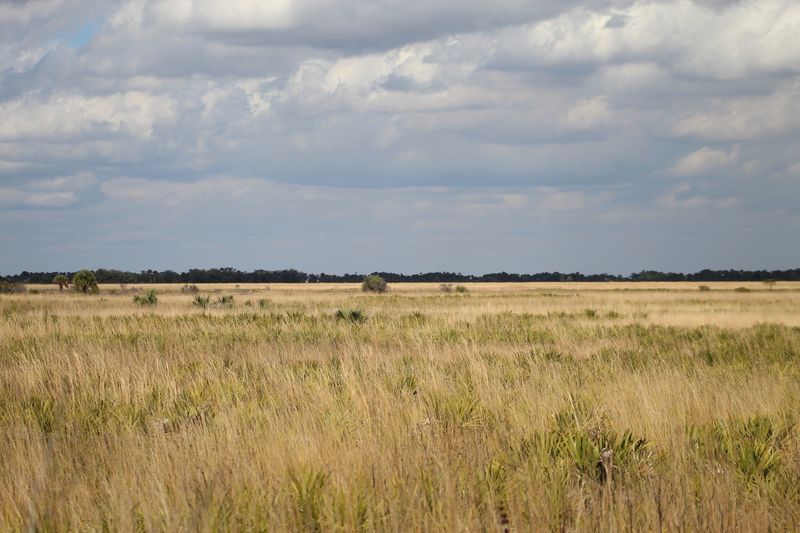 Florida Has A Prairie, And It Looks Like Kansas Took A Vacation Florida Has A Prairie, And It Looks Like Kansas Took A Vacation