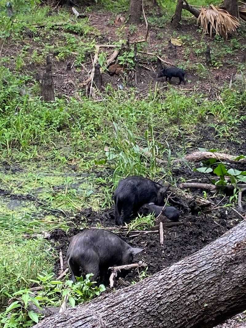 A Free Trail That Delivers Premium Wildlife Encounters