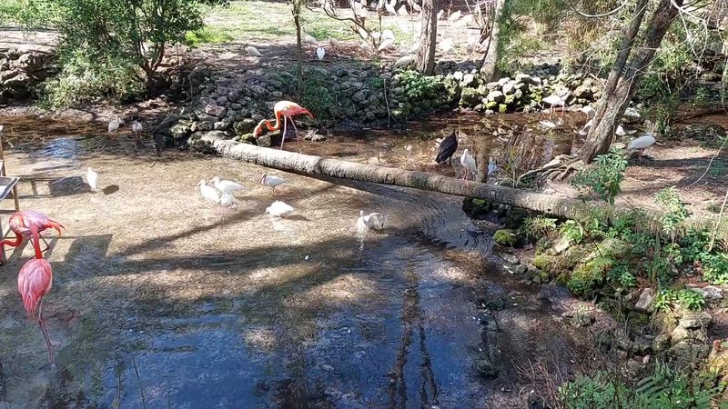 Bird Boardwalks And Wild Chorus