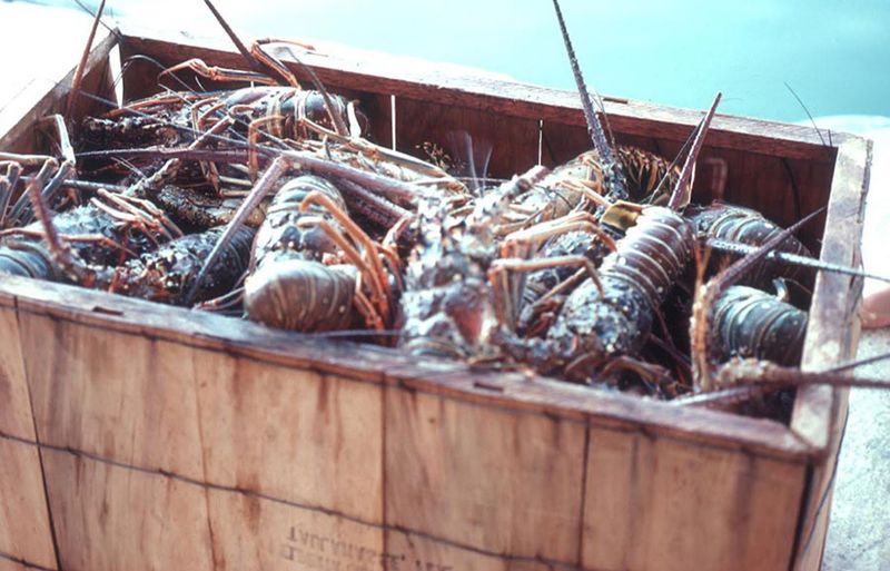 Florida Spiny Lobster Is The Star Of The Whole Show