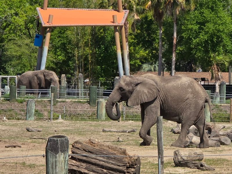Giraffe Feeding That Puts You Eye To Eye With A Giant