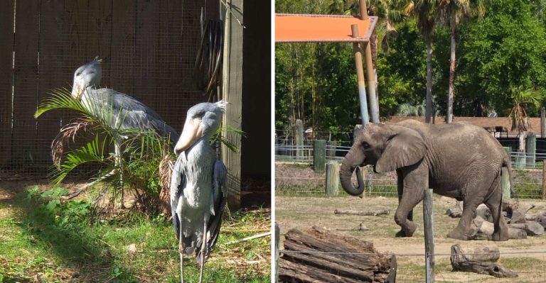 Florida’s Expansive Zoo Gives Visitors A Closer Look At Wildlife Than Expected