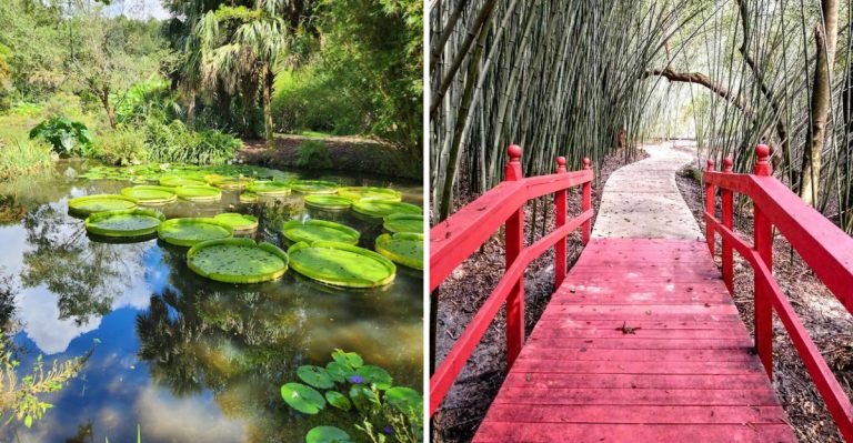 Florida’s Kanapaha Botanical Gardens Is Home To Giant Lilies And The Southeast’s Largest Herb Garden