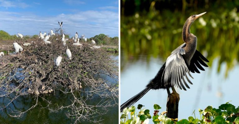 Florida’s Most Unique Bird Sanctuary Was Once A Wastewater Site