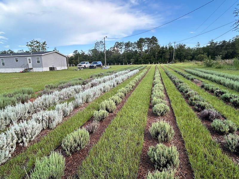 Florida's Only Lavender Farm Is A Real Place Florida's Only Lavender Farm Is A Real Place