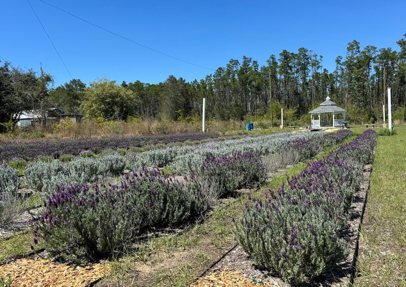 Florida's Only Lavender Farm