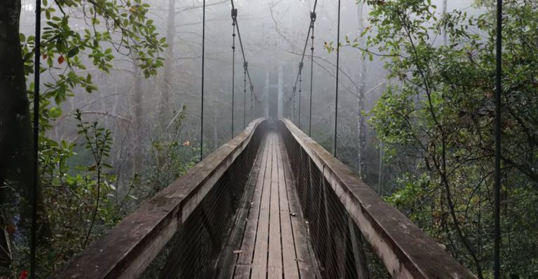 Florida’s Ravine Gardens State Park Is So Mysterious, You Might Think You’re In Another Dimension