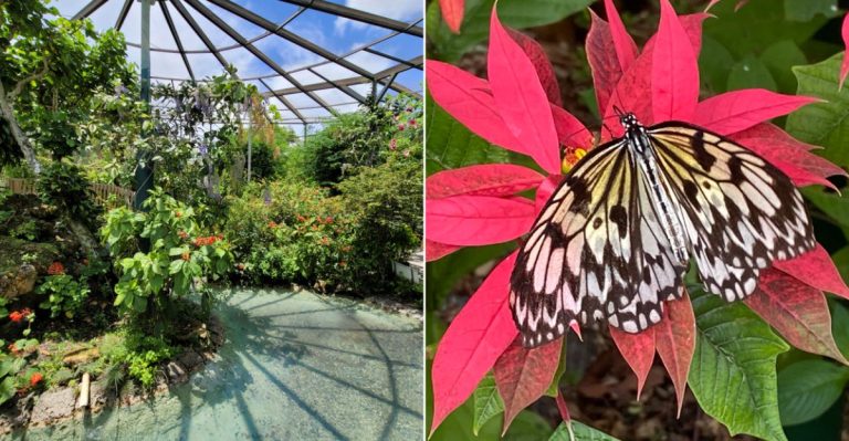 Florida’s Stunning 10-Acre Conservatory Houses The World’s Biggest Butterfly Sanctuary
