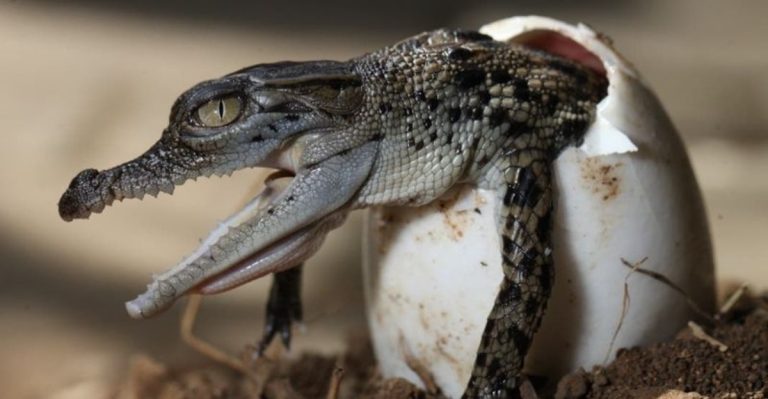 Florida’s Wildest Roadside Attraction You Have To See To Believe