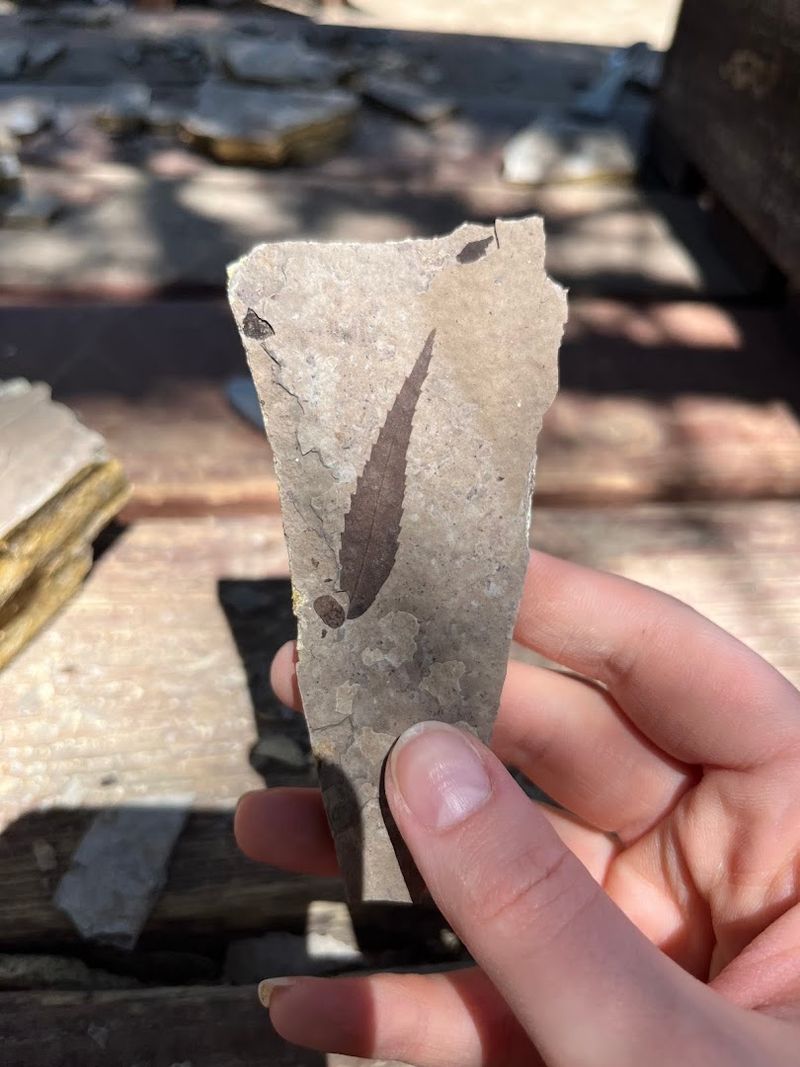 Florissant Fossil Quarry