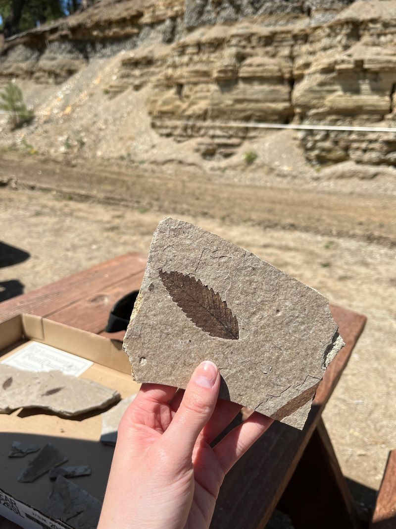 Florissant Fossil Quarry, Florissant