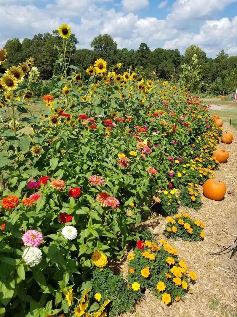 Flower Fields Add A Burst Of Fall Color