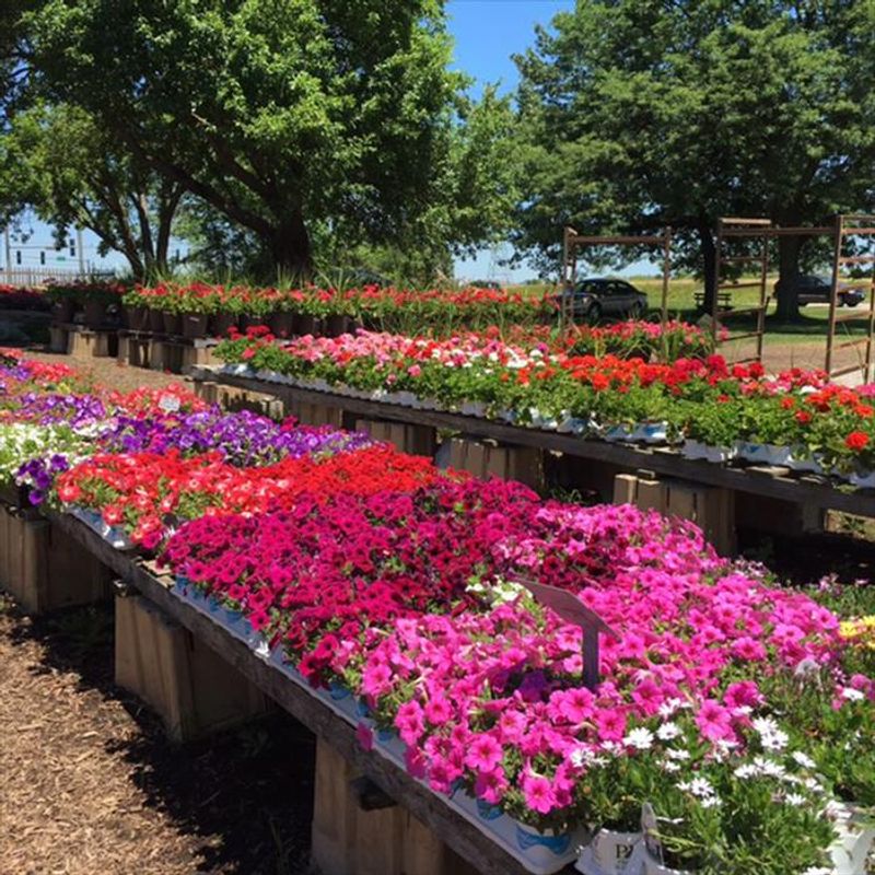 Flower displays and hanging-basket color