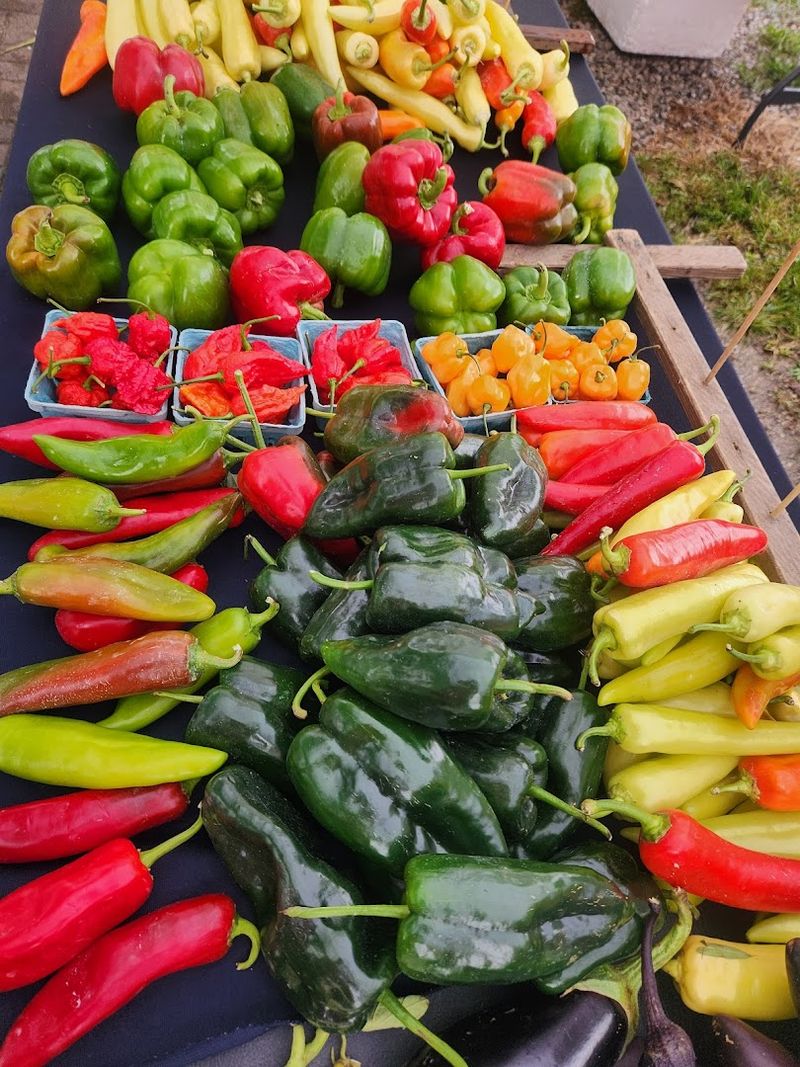 Vegetables Picked at Their Peak