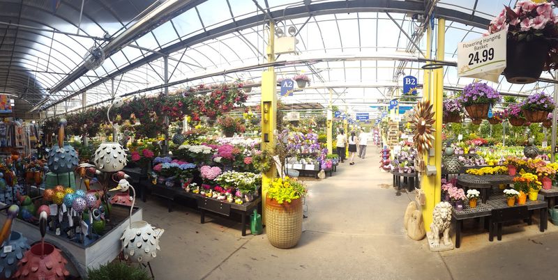 Flowers That Won't Break The Bank