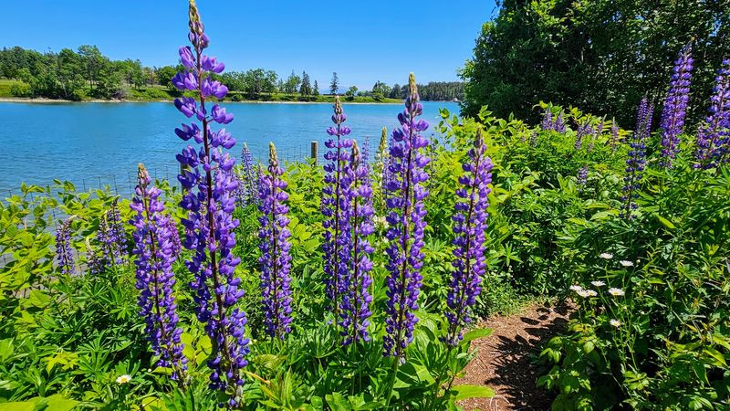 Flowers With A Harbor View