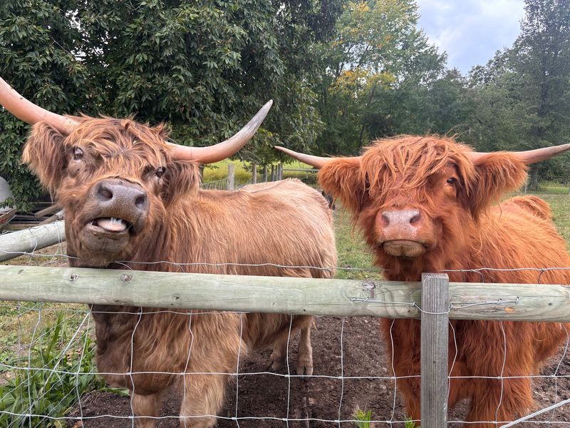 Fluffy Highland Cows Bring The Classic Farm Charm