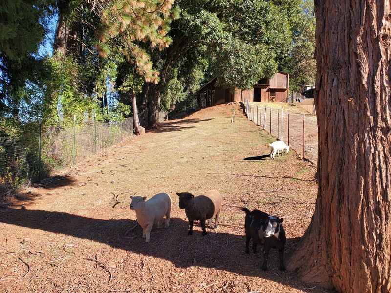 Fluffy Neighbors And A Scenic Nature Trail