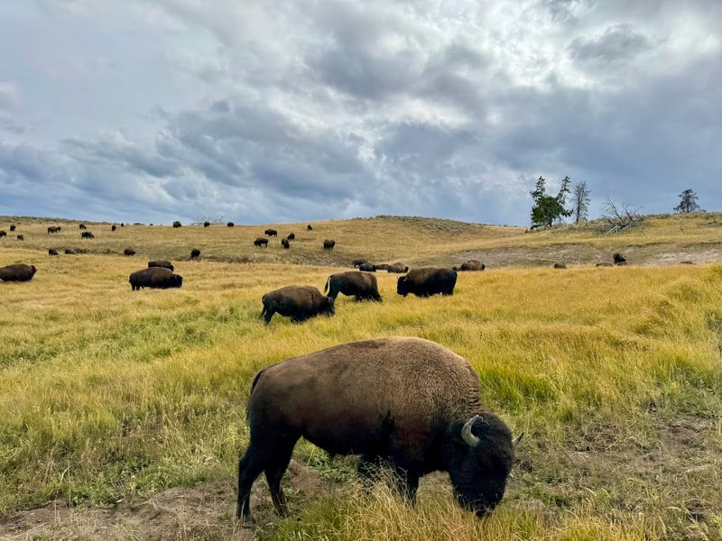 Wildlife Viewing In Jackson Hole Valley