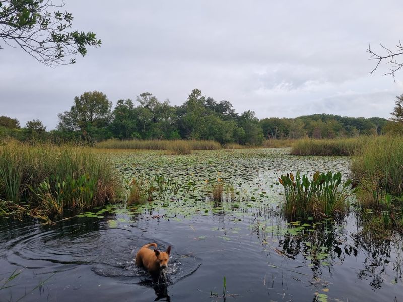 Flying Eagle Preserve Trails — Inverness