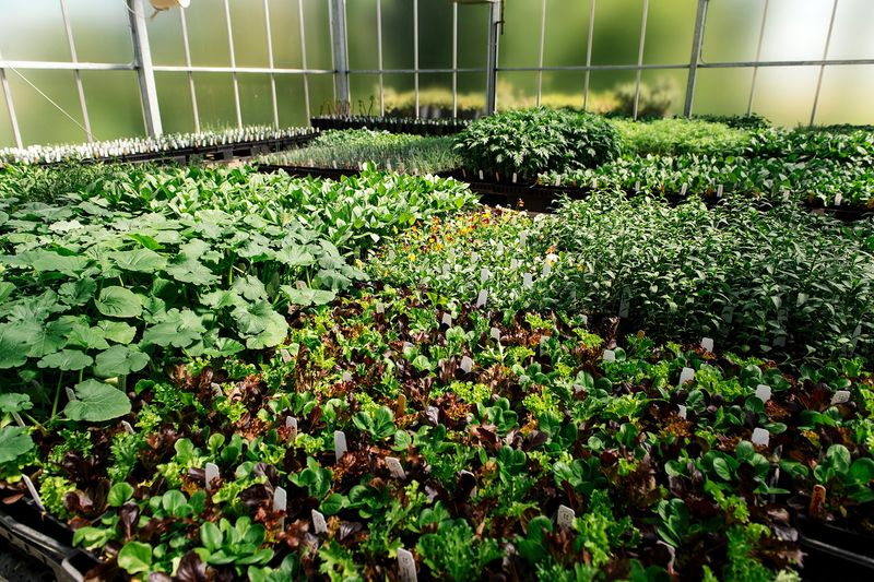 Follow Chef Abra Berens' Vegetable Focus