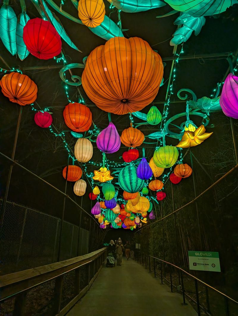 Follow The Glowing Route, Not The Usual Zoo Map Follow The Glowing Route, Not The Usual Zoo Map