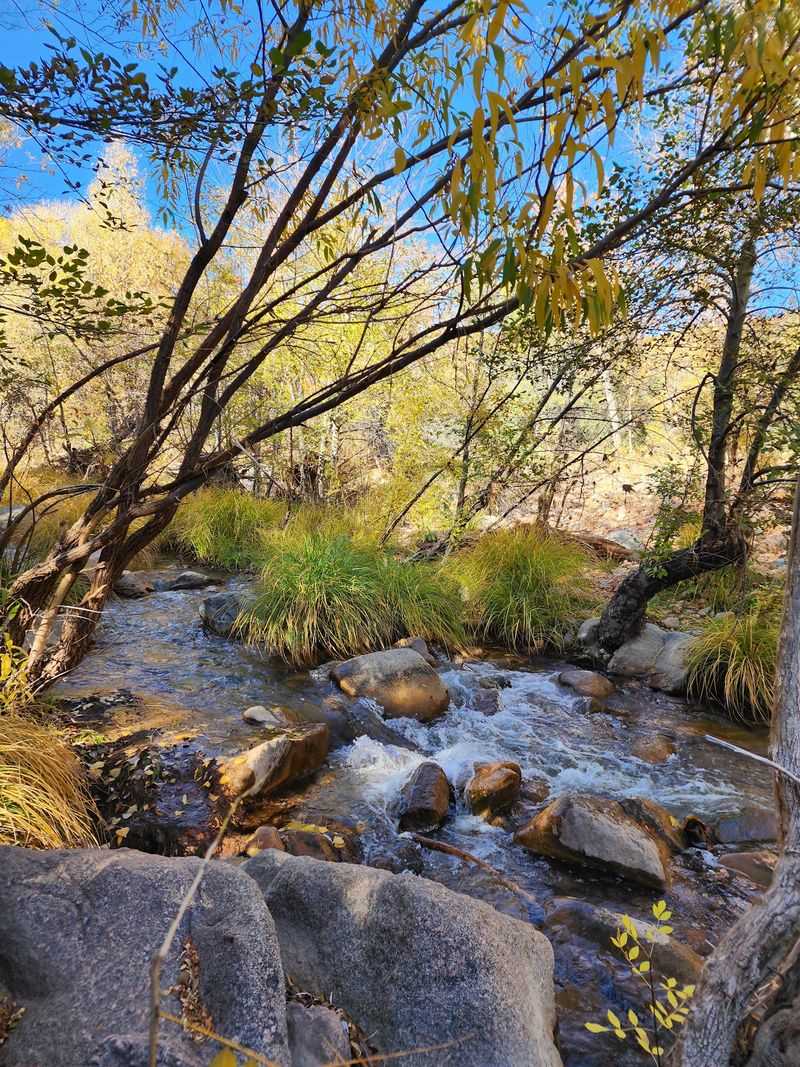 Following Ellison Creek Through the Pines