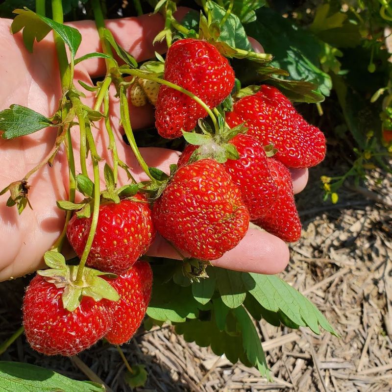 Food That Goes Way Beyond a Snack Stand