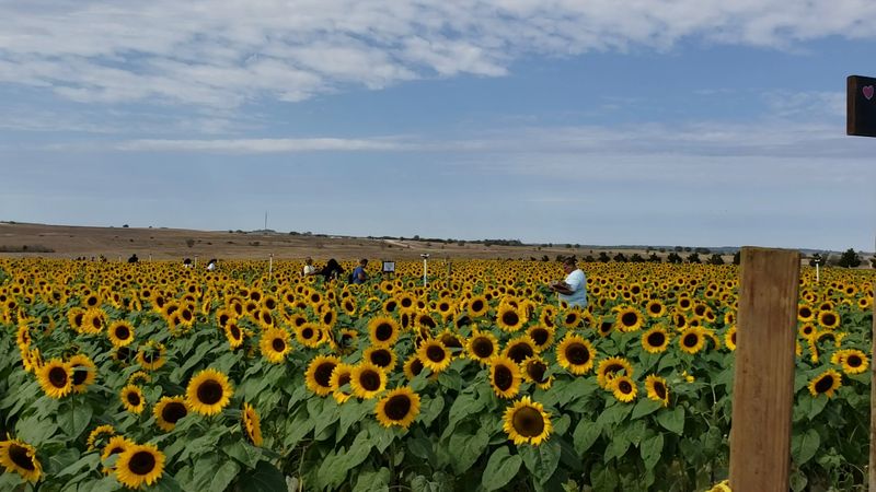 The Sunflower Fields Create A Stunning Visual Backdrop All Season Long