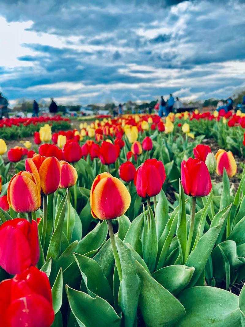 The Tulip Festival That Started It All