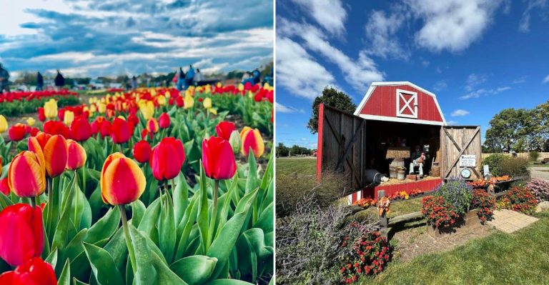 For A Few Weeks Each Year, This Illinois Landscape Looks Straight Out Of A Painting