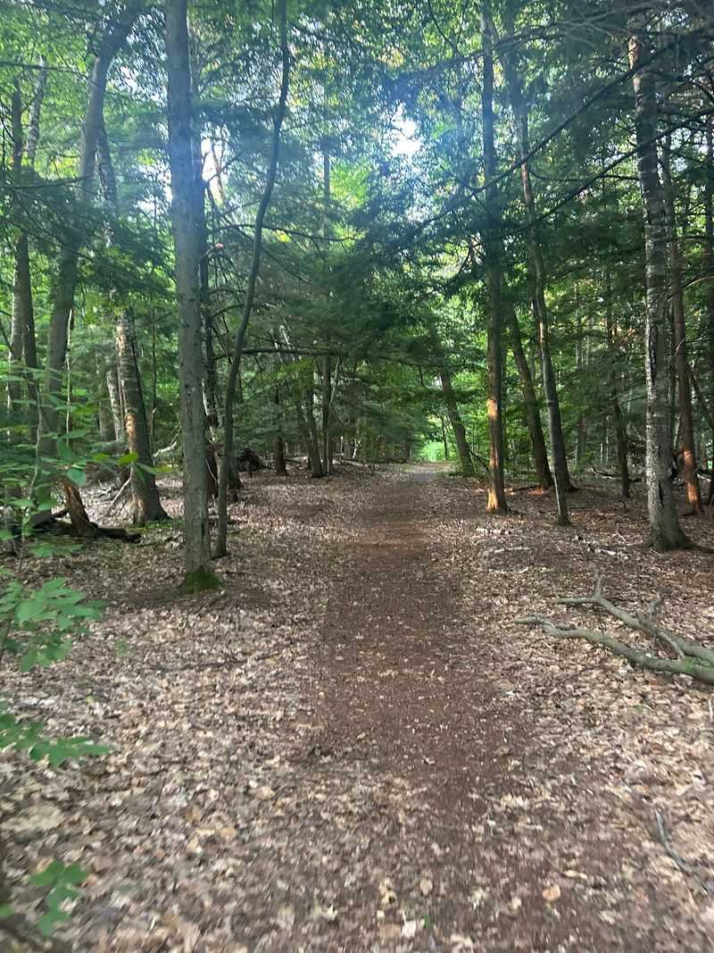 Forest Haven Drive Ends Where Alligator Hill Begins