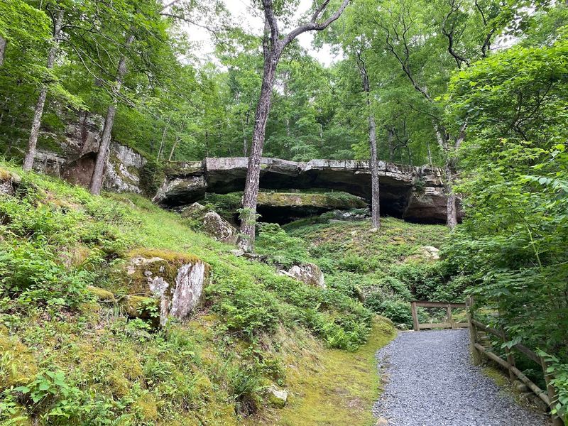 Forest Light Around The Bridge