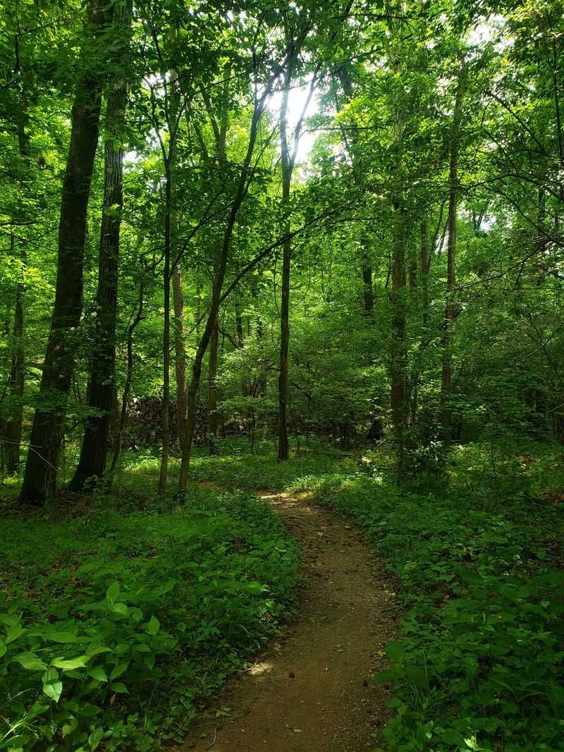 Forest Paths Lead Beyond The Main Playground