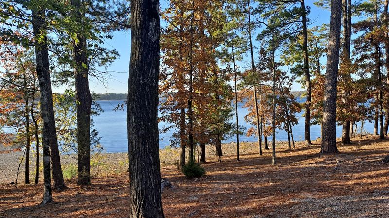 Forest Paths That Lead To The Shore