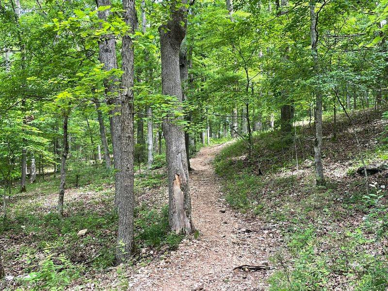 Forest Shadows Along The Edge