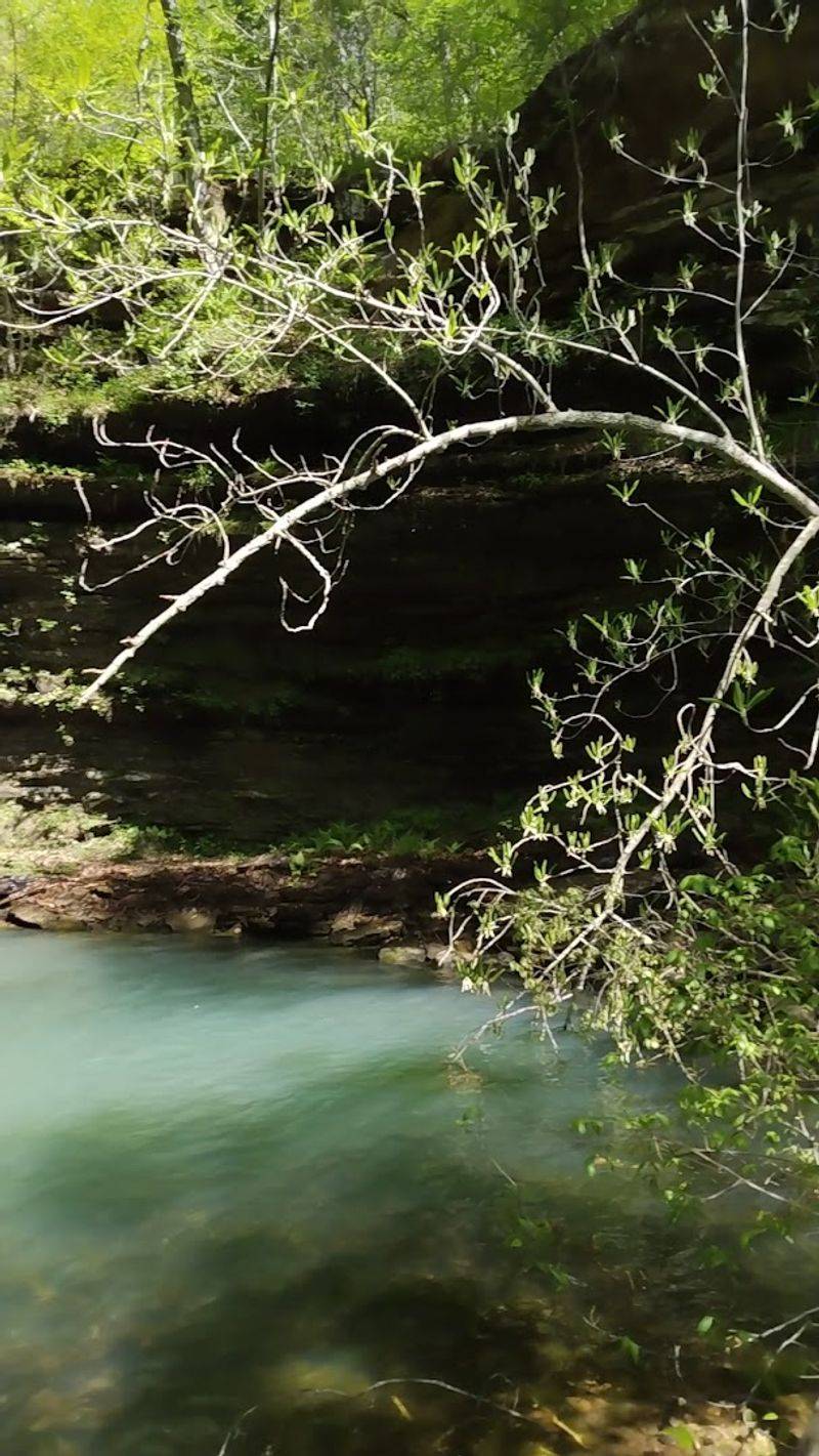 Forest Shadows Along The Waterline