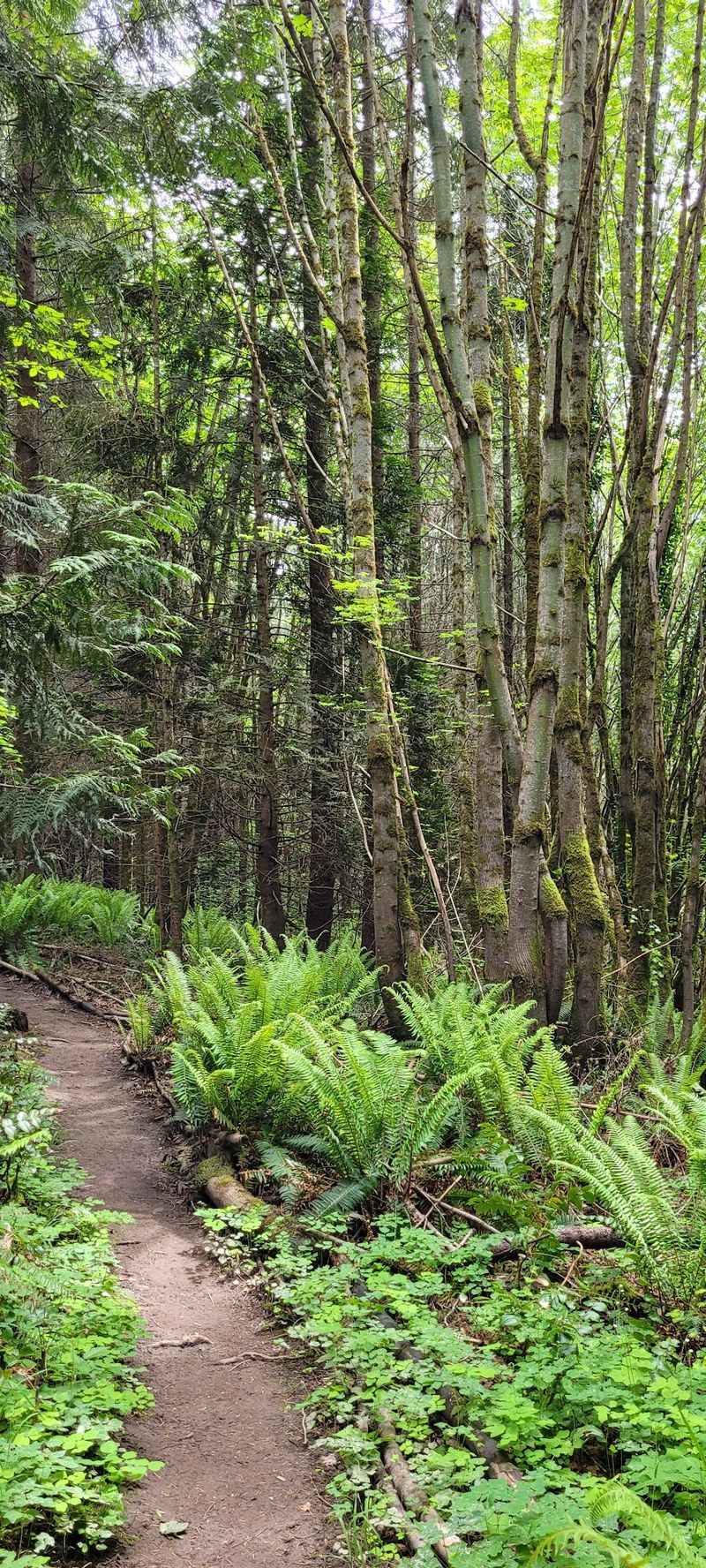 Forest Trails At Seminary Hill Natural Area